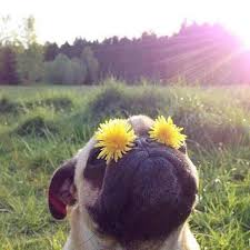 dogflowersimages